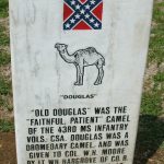 Old Douglas The Camel